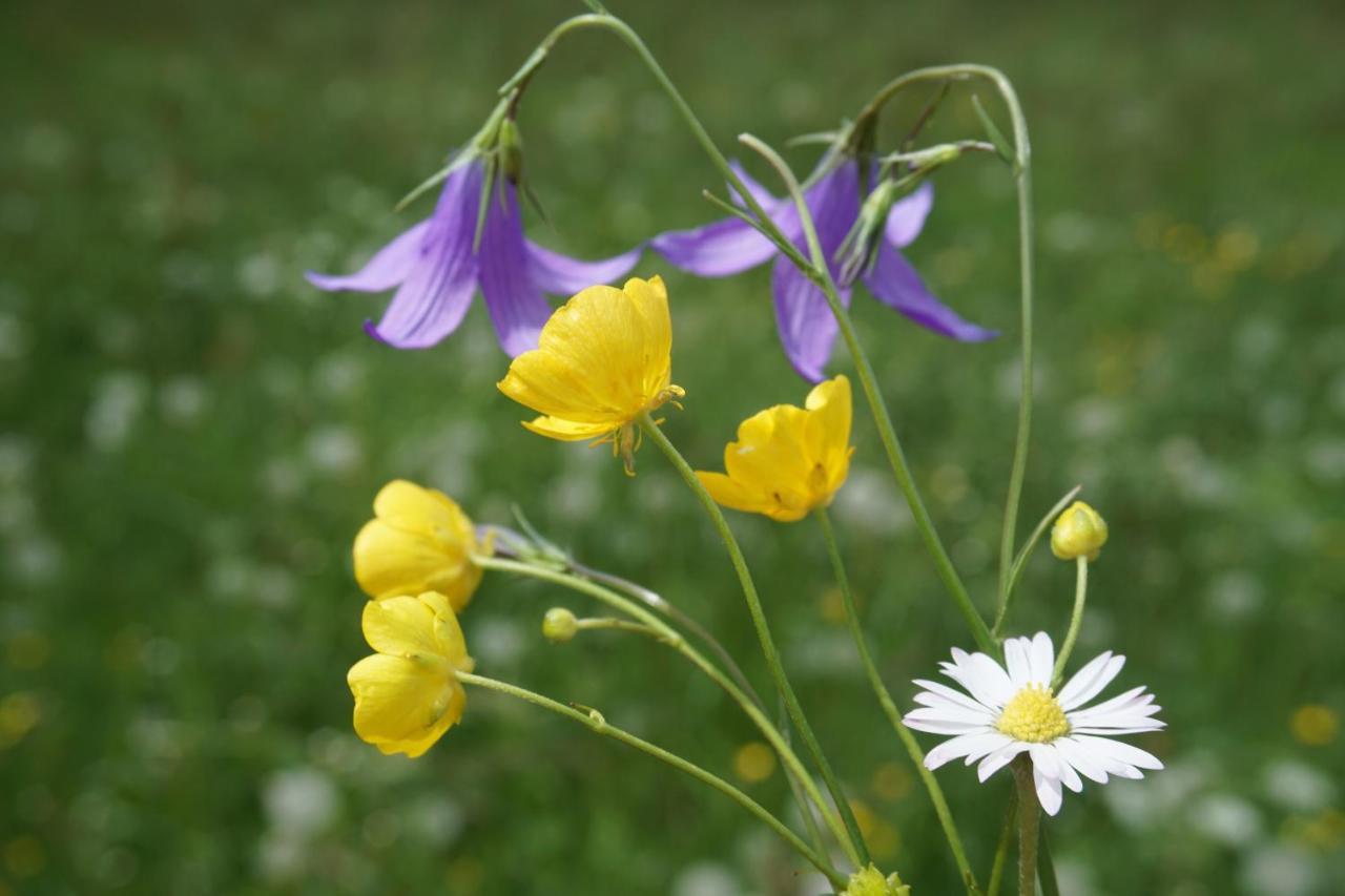 רמסאו אם דכשטיין Appartements Blumenwiese מראה חיצוני תמונה